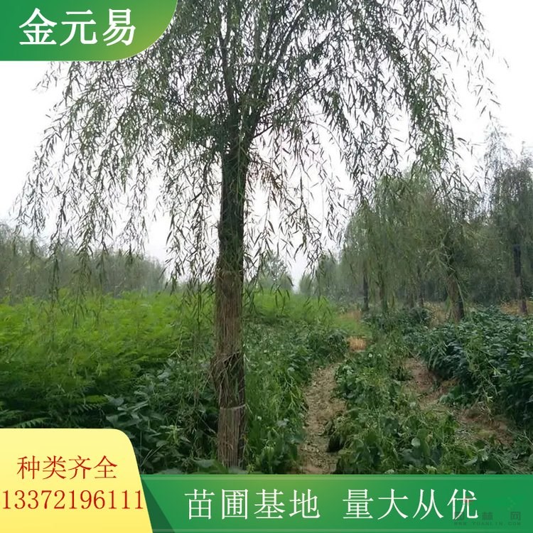垂柳苗圃供应 河道绿化工程栽植苗木 公园景观栽植树 加仑盆苗双色盆苗