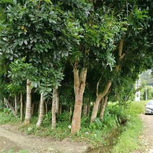 桃花心木 景区公园道路观赏性花卉 市政园林绿化工程造景苗木 加仑盆苗双色盆苗