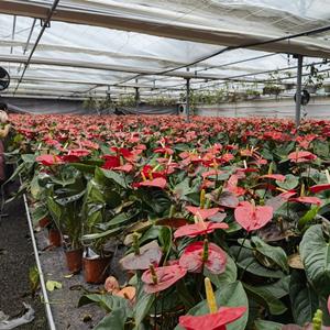 红掌种植基地批发 观赏价值较高 节日租摆 花坛花镜观赏性种植苗