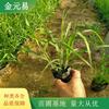 出售画眉草 市政公园环境绿化工程苗 道路隔离带栽植苗木