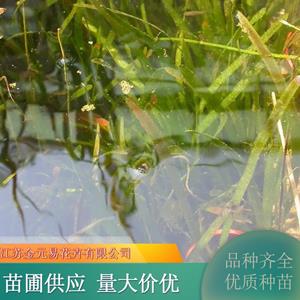 苗圃出售矮化苦草 湖面水体绿化 河道治理栽植 湿地公园净化水质