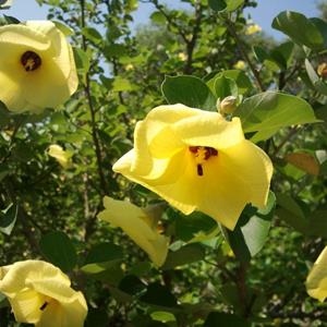 海滨木槿别名海塘苗木 日本黄槿 庭院花坛种植观赏园林绿化工程苗