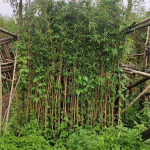 基地供应小琴丝竹 河边道路庭院公园观赏绿化竹 景区园林绿化工程苗 加仑盆苗双色盆苗