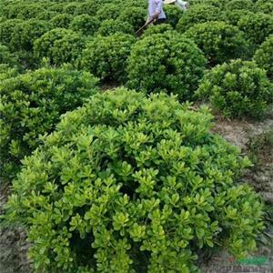 基地供应 花叶海桐球 景区造景栽植观赏苗 绿化配植工程苗 加仑盆苗双色盆苗