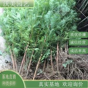 江苏绿化苗木基地 水杉 堤岸湖滨池畔园林庭院盆栽观赏性植物 规格* 发货快速 基地批发价格