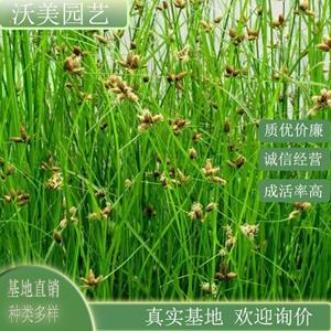 江苏绿化苗木基地 藨草 河道池塘边绿化苗木市政园林种植草盆景盆栽花坛布景 基地批发价格