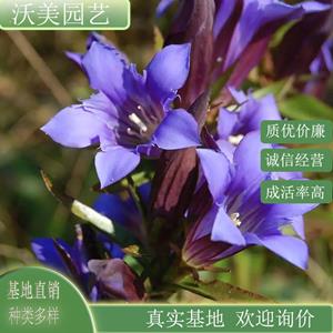 江苏绿化苗木基地 龙胆花 盆景盆栽 花坛花镜栽植绿化苗 庭院小区公园观赏种植 基地批发价格