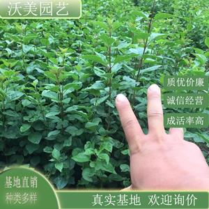 基地供应 紫丁香球 观赏造型花卉植物 庭院露地园林绿化工程苗木