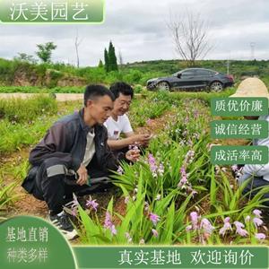 江苏绿化苗木基地 白芨 盆栽地栽小苗 花坛花镜切花材料 园林景区小区造景工程花卉 基地批发价格