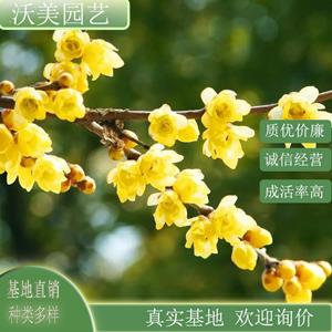 基地供应 腊梅树苗 庭院盆苗 小区道路观赏开花植物 园林绿化苗木