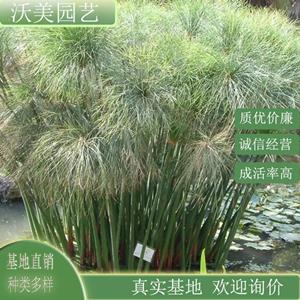 纸莎草 净化水质 水生植物观赏草 湿地河道公园水体绿化