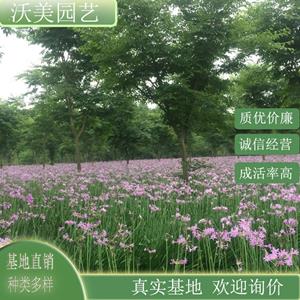 花叶紫娇花 花坛花镜栽植苗 小区庭院园林道路绿化观赏花卉