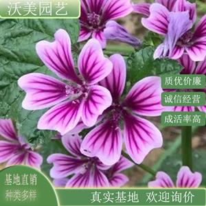 江苏绿化苗木基地 苗圃供应锦葵 花坛花镜种植观赏 庭院小区公园园林绿化工程苗 基地批发价格