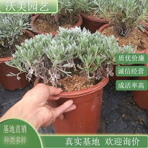 江苏绿化苗木基地 芙蓉菊 庭院小区公园绿化栽植 盆景盆栽小杯苗 阳台绿化 规格* 基地批发价格