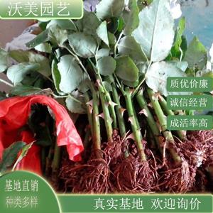 江苏绿化苗木基地 造型蔷薇 花架花墙花廊装饰绿化用苗 小区园林路边观赏栽植 基地批发价格