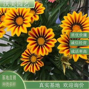 江苏绿化苗木基地 勋章菊 花色丰富阳台庭院盆栽苗小区园林公园绿化造景工程苗 基地批发价格