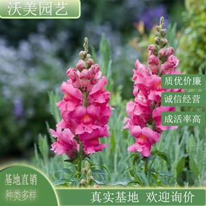 江苏绿化苗木基地 金鱼草 观花绿化用苗美化环境 花色艳丽 庭院观赏使用工程苗木 基地批发价格