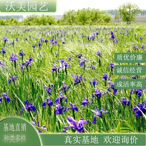 江苏绿化苗木基地 马蔺 马兰花 护坡护土 庭院小区公园绿化栽植用苗 美化园林造景 基地批发价格