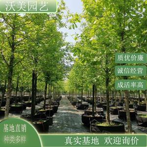 江苏绿化苗木基地 基地供应 白栎 沼泽白橡木 庭院小区别墅公园行道树 绿化工程苗木 基地批发价格