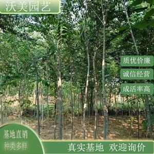 江苏绿化苗木基地 青檀 道路绿化行道树 景观树 苗木栽植 枝繁叶茂 基地批发 基地批发价格