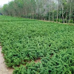 江苏绿化苗木基地 铺地柏绿化栽植苗 地柏种植苗 基地供应 苗圃直发 四季常绿 基地批发价格