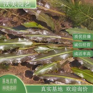 江苏绿化苗木基地 竹叶眼子菜 园林河道水体绿化工程草 鱼缸造景用 水生配植苗 基地批发价格