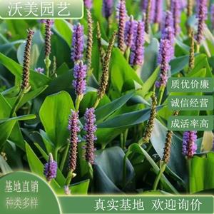 再力花 水体湿地绿化苗木 花坛花镜布置 切花材料 观赏性好