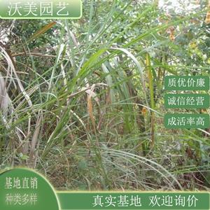 江苏绿化苗木基地 五节芒 多年生草本庭院小区公园观赏种植草市政园林绿化工程苗 基地批发价格