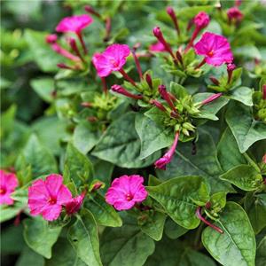 紫茉莉 花镜花坛花带花海布景 庭院园林绿化工程苗 产地批发直销