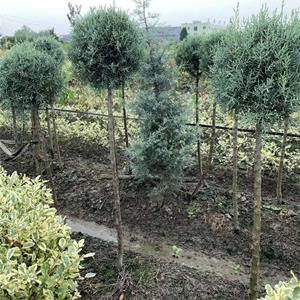 基地出售蓝冰柏棒棒糖型 道路种植观赏苗园林景区风景行道树 产地批发直销