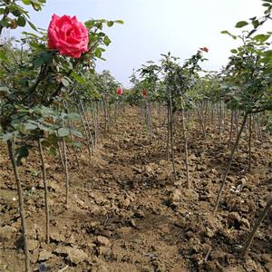 出售高杆月季切花材料 月季苗盆栽 庭院绿化苗地栽观花植物 产地批发直销