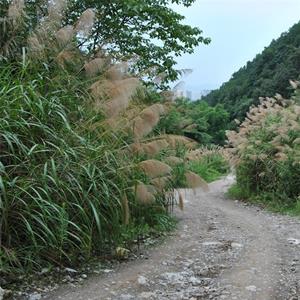 五节芒 水生地被植物 公园池塘湿地水体绿化 园林绿化观赏草