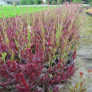 紫叶千鸟花 盆栽室外庭院花园花镜植物 多年生观花植物 产地批发直销