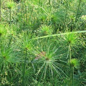 莎草 水生植物 湿地池塘造景河道公园水体绿化 多年生草本植物