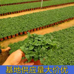 知乎园艺出售 薄荷苗 庭院别墅区盆栽工程绿化苗 地被栽植工程苗