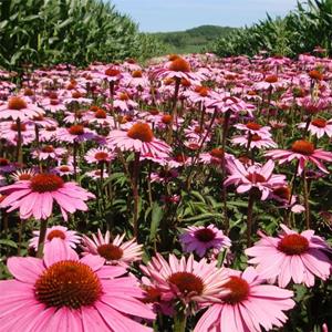 知乎园艺出售 松果菊 庭院绿化造景工程苗 花镜花坛配植