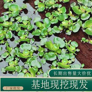 知乎园艺基地供应 水葫芦小苗水生植物 水体湿地绿化造景观赏苗 小杯苗大杯苗