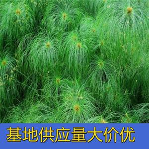 知乎园艺出售 紫莎草 湖面造景栽植苗 新农村河道绿化改造苗