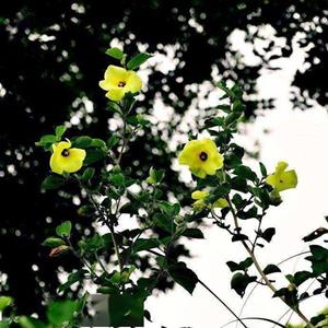 知乎园艺出售 海滨木槿苗 景区园林造景工程苗 花镜配植苗 小杯苗大杯苗