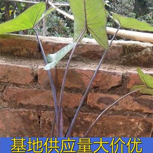 知乎园艺 出售 紫芋 水生种植绿化苗 新农村花镜改造工程苗 小杯苗大杯苗