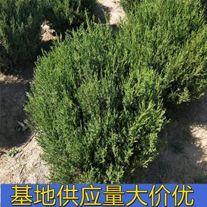 知乎园艺出售 蜀桧苗景区园林造景配植苗 道路绿化工程苗