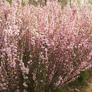 知乎园艺出售 郁李苗 景区绿化工程苗 花镜花坛配植苗 小杯苗大杯苗