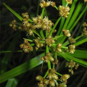 知乎园艺出售 藨草 水面湿地绿化栽植苗 沼泽池塘边种植工程苗 小杯苗大杯苗