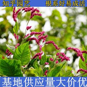 知乎园艺出售 红蓼小苗 景区园林绿化工程苗 花镜花坛配植绿化 小杯苗大杯苗