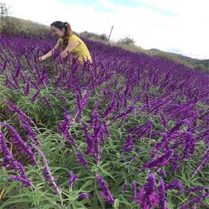 知乎园艺出售 千屈菜 花镜花坛配植工程苗 绿化造景苗木