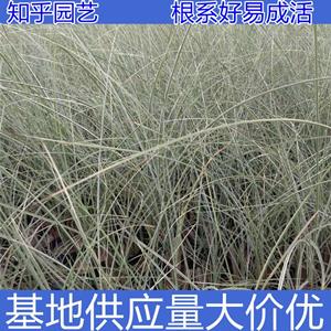 知乎园艺出售 晨光芒小苗 草本植物 绿化造景盆栽 别墅区栽植 小杯苗大杯苗