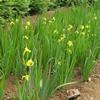 知乎园艺苗圃出售 黄花鸢尾 庭院花坛花镜绿化造景工程苗木