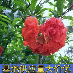 知乎园艺出售 特选花石榴 景区园林绿化工程苗 花镜配植苗