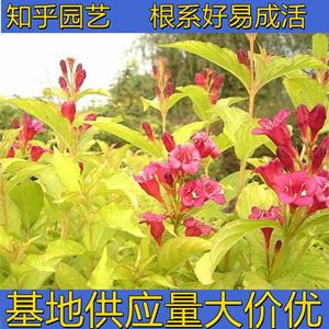 知乎园艺出售 金叶锦带花苗 园林绿化工程苗 花坛花镜工程苗 小杯苗大杯苗