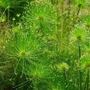 知乎园艺出售 纸莎草 地被栽植绿化苗 花坛花镜镶边配植苗 小杯苗大杯苗